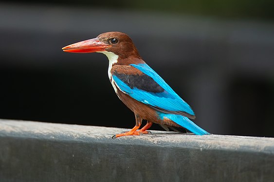 White-throated kingfisher (Halcyon smyrnensis)