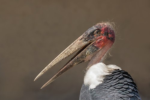 Marabou stork