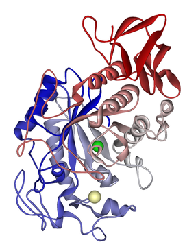 Image illustrative de l’article Α-amylase