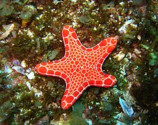 Pentagonaster duebeni