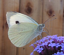 Pieris brassicae