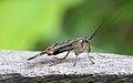 Panorpa communis scorpionfly