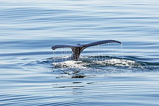 Humpback whale off the coast of Bear Island in the Svalbard archipelago, in the western Barents Sea