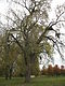 Harold Washington Park Parakeet Nests October 22, 2006