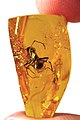 Image 21Ant trapped in Baltic amber, by Baltic-amber-beetle (edited by AmericanXplorer13) (from Wikipedia:Featured pictures/Sciences/Geology)