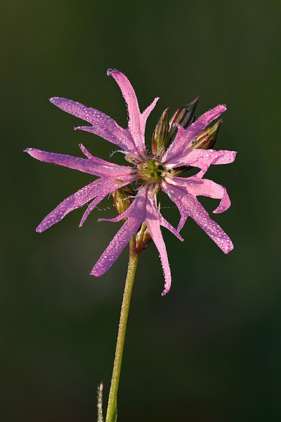 Silene flos-cuculi by Ivar Leidus