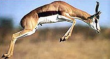 Saut de gazelle Springbok.jpg