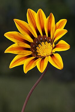 Gazania rigens