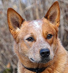 牧牛犬頭部，表情警覺