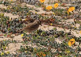 Жайворонок сірий (Alauda rufescens)