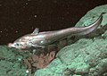 Image 42The rattail Coryphaenoides armatus (abyssal grenadier) on the Davidson Seamount at a depth of 2,253 metres (7,392 ft). (from Deep-sea fish)