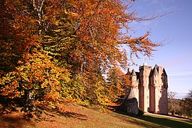 Beech in autumn, Scotland