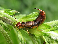 Dermaptera - Forficula auricularia