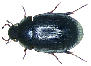 Hydrobius fuscipes