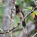 Brown jay (Psilorhinus morio), Lamanai