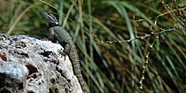 Sceloporus torquatus mikeprestoni, Tamaulipas, Meksika (5 Ekim 2008).