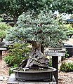 Cây Juniperus occidentalis