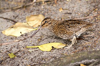 An adult Snares snipe on Codfish Island / Whenua Hou.