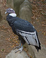 Andean condor