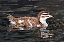 Australian Wood Duck duckling