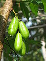 National fruit - Cucumber tree