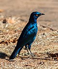 รูปขนาดย่อสำหรับ ไฟล์:Estornino de El Cabo (Lamprotornis nitens), parque nacional Kruger, Sudáfrica, 2018-07-25, DD 56.jpg