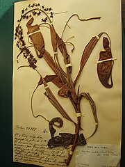 உலர் தாவரக ஆவணம்: "Nepenthes Mirabilis", the Herbier National.