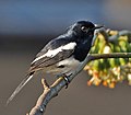 Image 20Magpie Robin, a very common bird in Bangladesh - locally known as Doyel or Doel (Bengali: দোয়েল), is designated as the National Bird of the country. Photo Credit: J.M.Garg