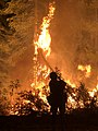 A member of the Ventana Hotshots works to keep fire from a backfiring operation out of the tree canopy on August 18, 2021.