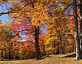 Autumn foliage in Vermont, US
