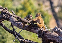 Papión chacma (Papio ursinus), parque nacional de Chobe, Botsuana, 2018-07-28, DD 65.jpg