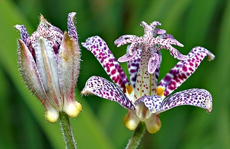 Tricyrtis hirta (Toad Lily)