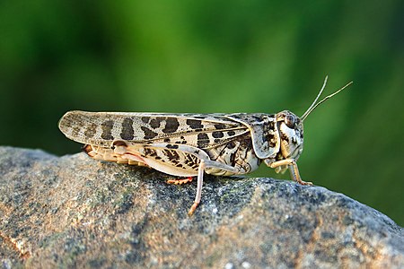 Xanthippus corallipes (Red-shanked Grasshopper)