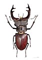 Lucanus cervus