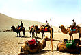 Camels in Desert