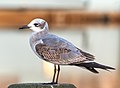 First winter laughing gull in Riverhead, New York
