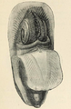 Lingula anatina: animal removed from the shell, mantle reflected, coiled arms separated slightly; a) mouth (marginal setae omitted); ventral aspect, three-quarter face