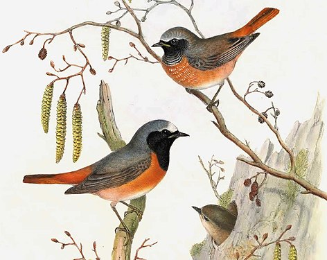 Codroșul de pădure după John Gould. Mascul adult (la stânga). Mascul juvenil (sus). Capul unei femele scos afară din scorbura unui copac (la dreapta).