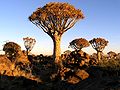 Quiver Tree Forest