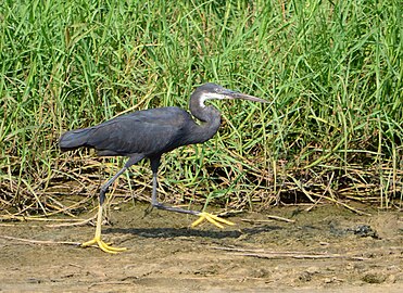 Wetlands and western reef herons in the Greater Accra region