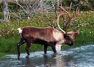 Woodland caribou