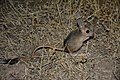 Williams's jerboa