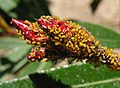 Aphis nerii on Nerium oleander flower buds