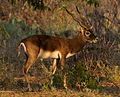 blackbuck