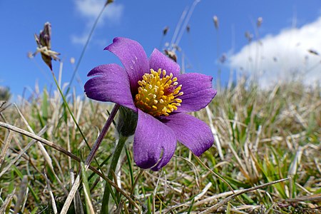 Pulsatilla vulgaris (Pasque Flower)