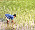 Français : Paysan travaillant dans une rizière English: Man working in ricefield 中文（简体）：稻田中劳作的人