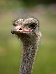 Portret van 'n volstruis in die Whipsnade-dieretuin, Bedfordshire, Engeland.