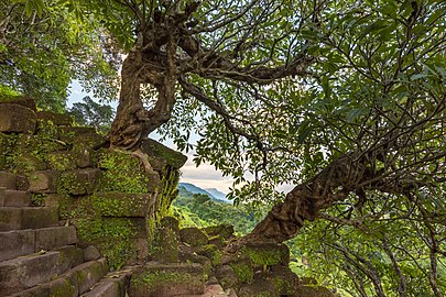 Twisted Plumeria tree trunk overgrowing the steep stone stairs of Wat Phou temple, Champasak, Laos