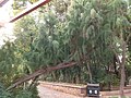 中国・雲南省の公園に植栽されたギョリュウ