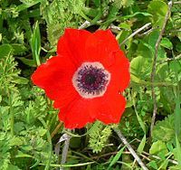 Cropped image of Anemone coronaria, aspect ratio 1.065, in which the flower fills most of the frame